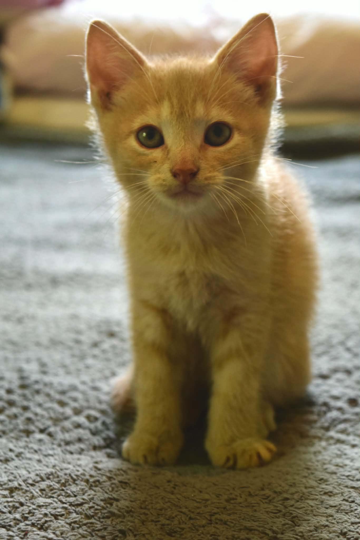 Frankie, Adopted, Kitten Male Domestic Short Hair.