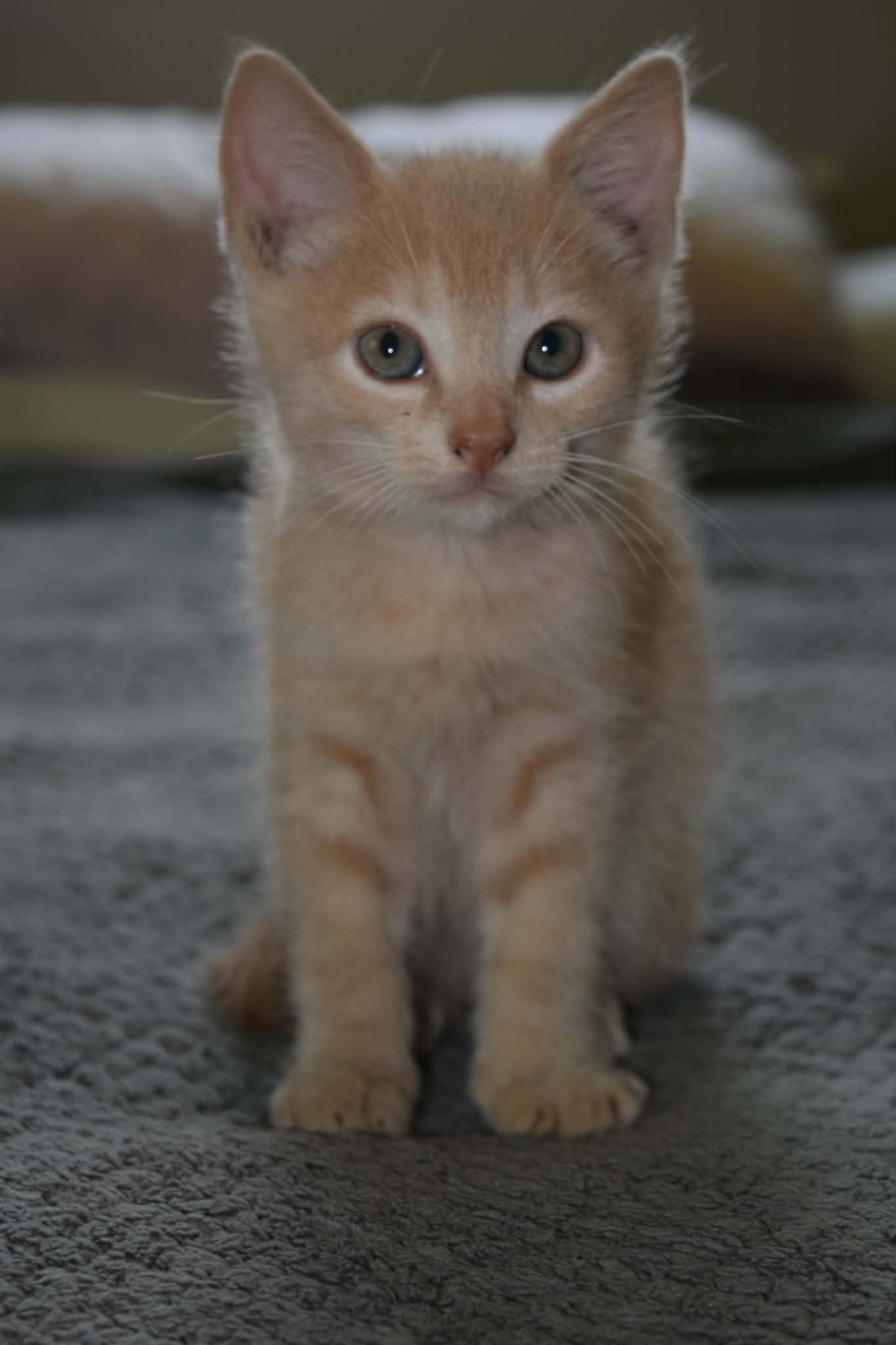 Enlarge Frankie, a Adopted Domestic Short Hair in Muncie, IN image 2/2