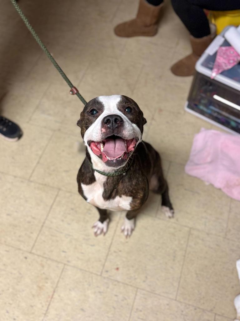 Enlarge Spectrum, a Adoptable mixed breed in Chillicothe, OH image 1/1