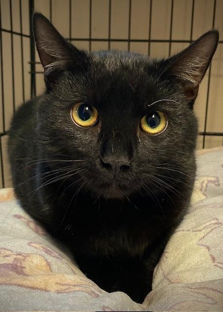 Wheeler, Adoptable, Adult Male Domestic Short Hair.