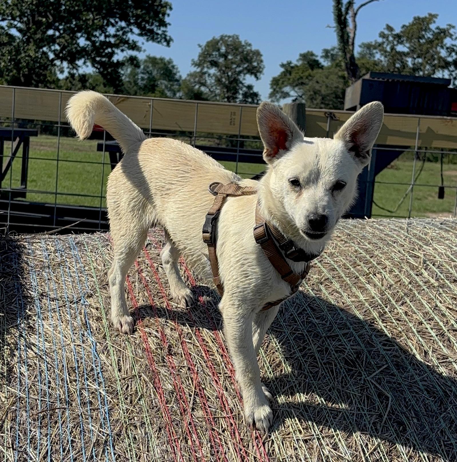Mullet, adopted, Young Male Chihuahua.