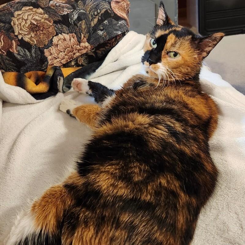 Calli, a Adoptable Domestic Short Hair in Alma, WI image 1/3