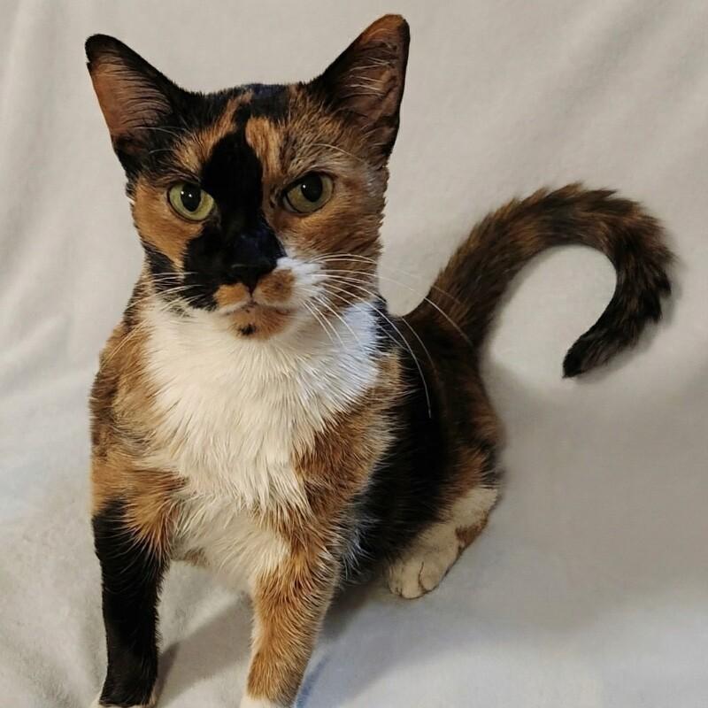 Calli, a Adoptable Domestic Short Hair in Alma, WI image 2/3