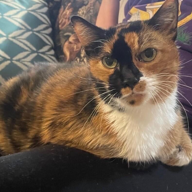 Calli, a Adoptable Domestic Short Hair in Alma, WI image 3/3