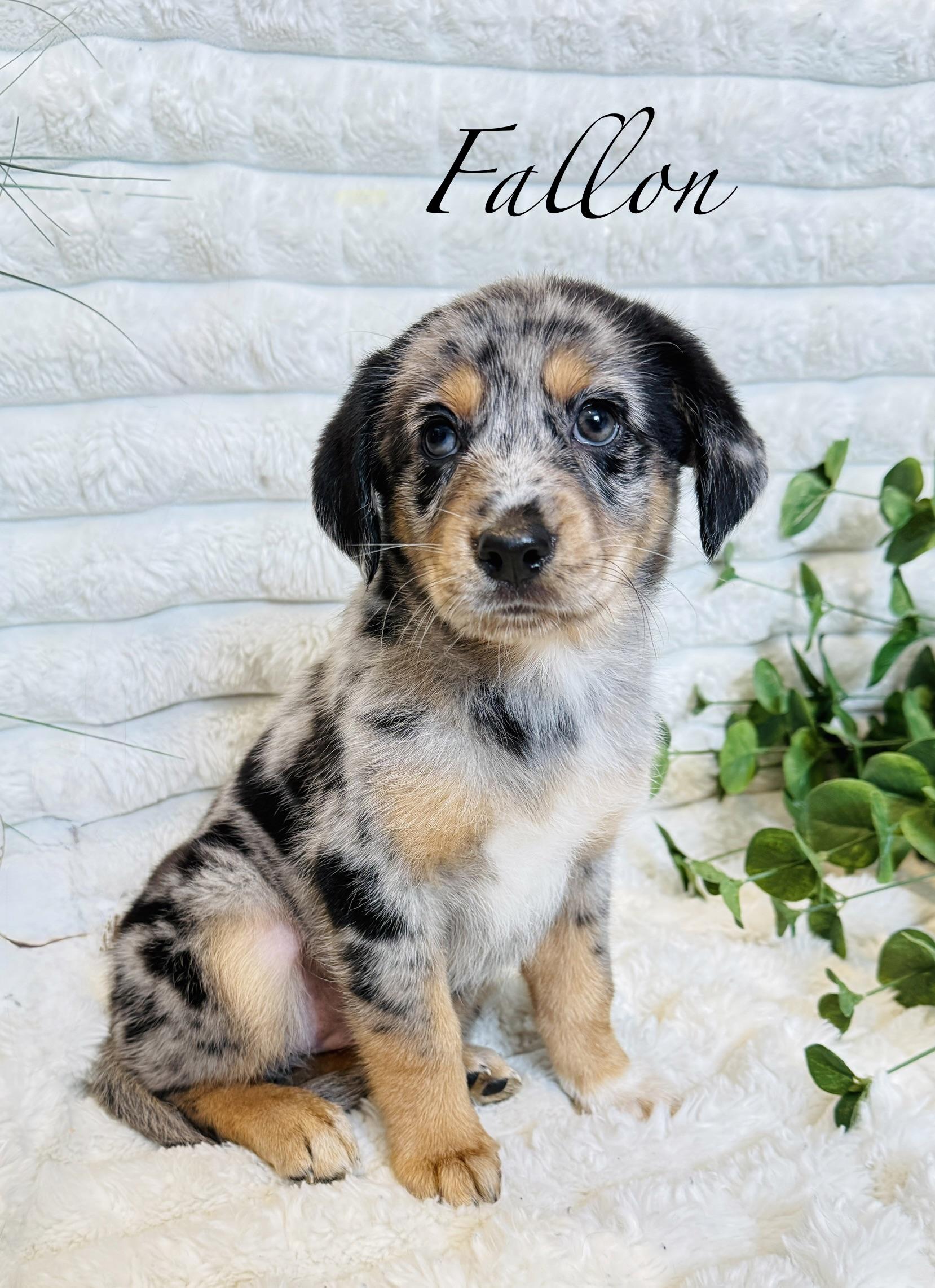 Fallon, ADOPTABLE, Puppy Female Australian Shepherd.