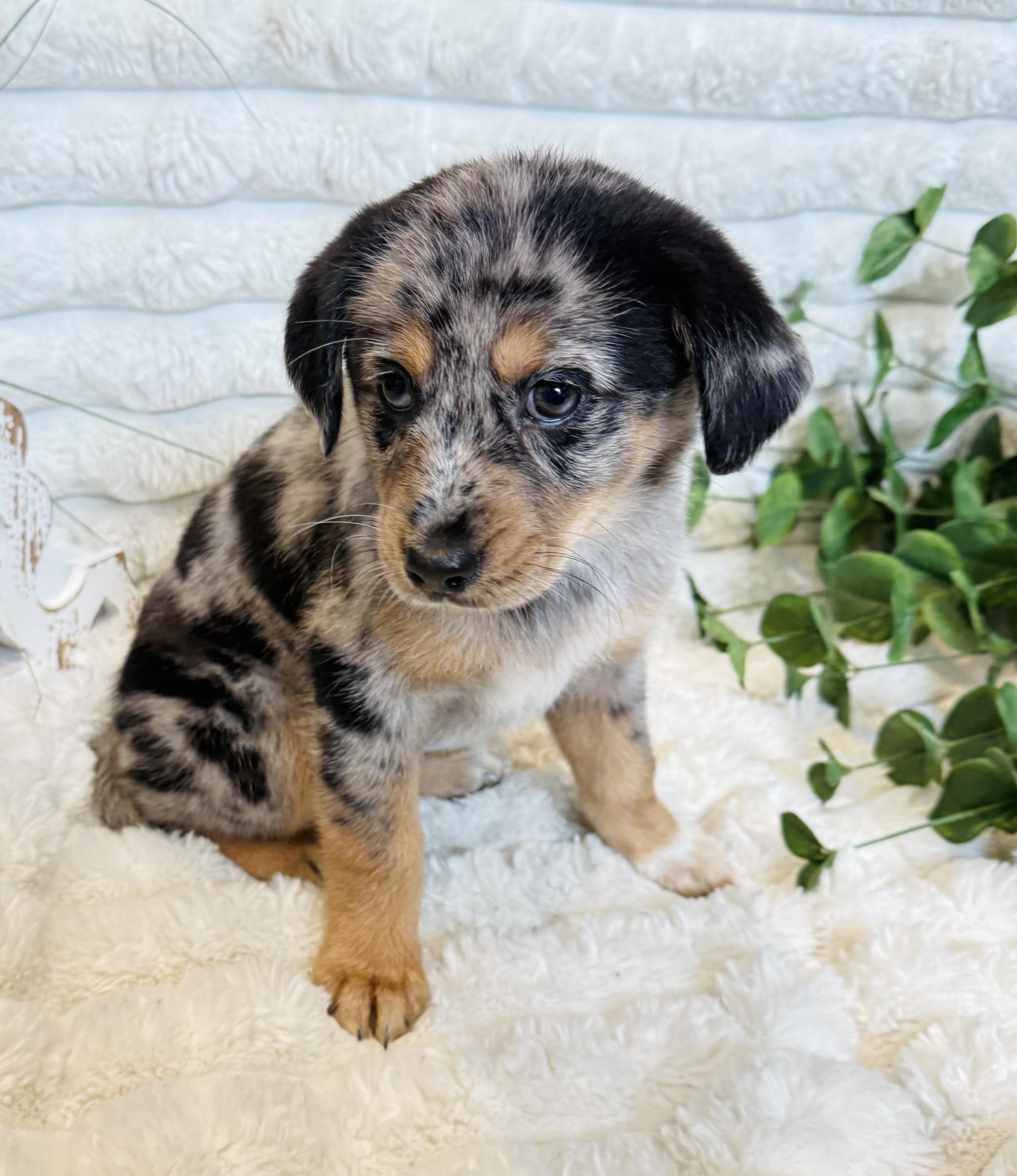 Enlarge Fallon, a ADOPTABLE mixed breed in Hales corners, WI image 3/3