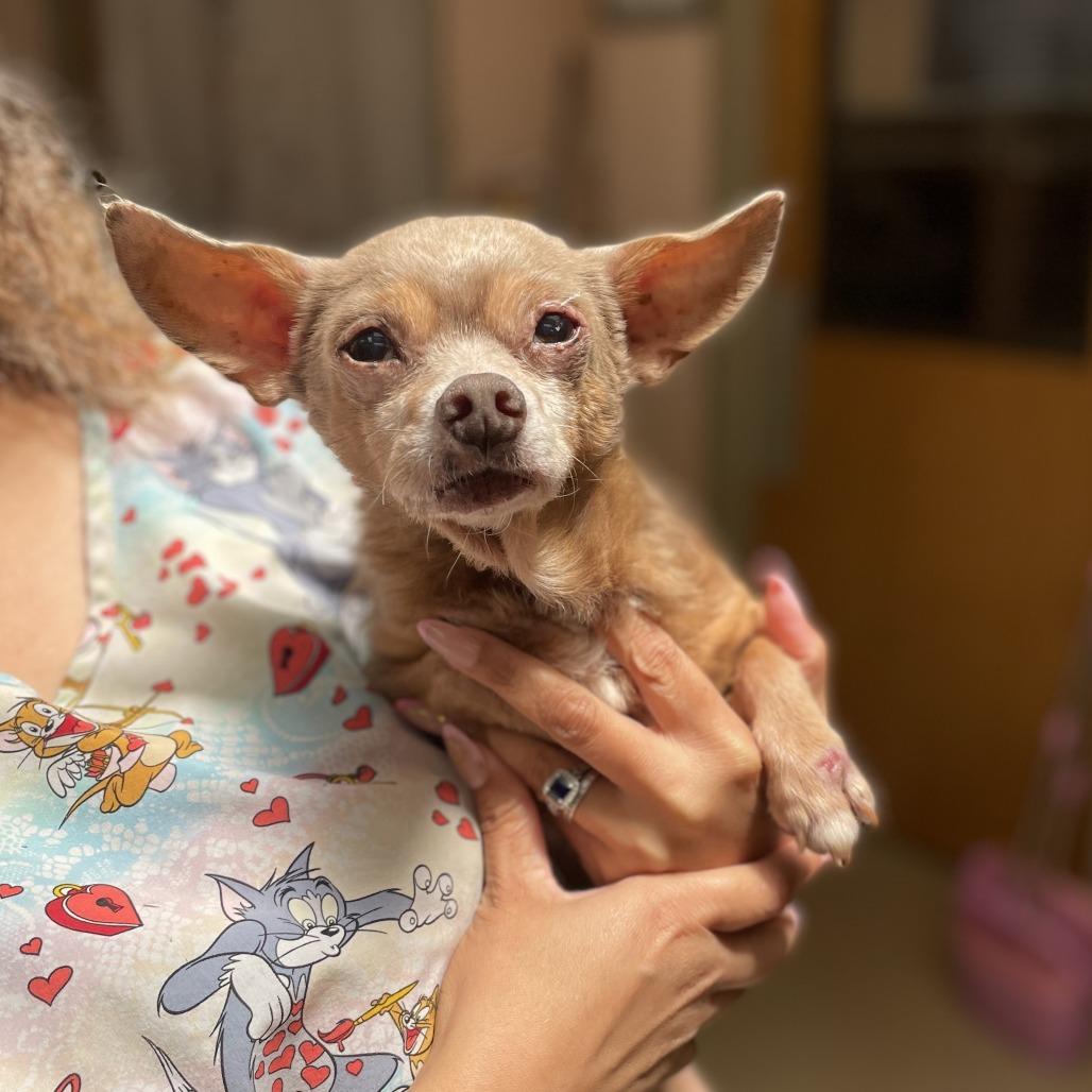 Enlarge Gizmo, a Adoptable Chihuahua in Columbus, GA image 1/2