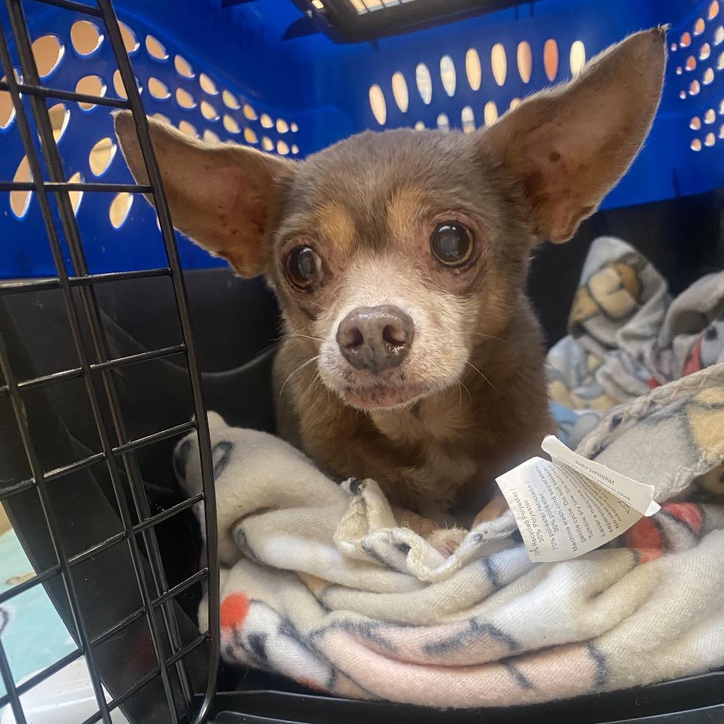 Enlarge Gizmo, a Adoptable Chihuahua in Columbus, GA image 2/2