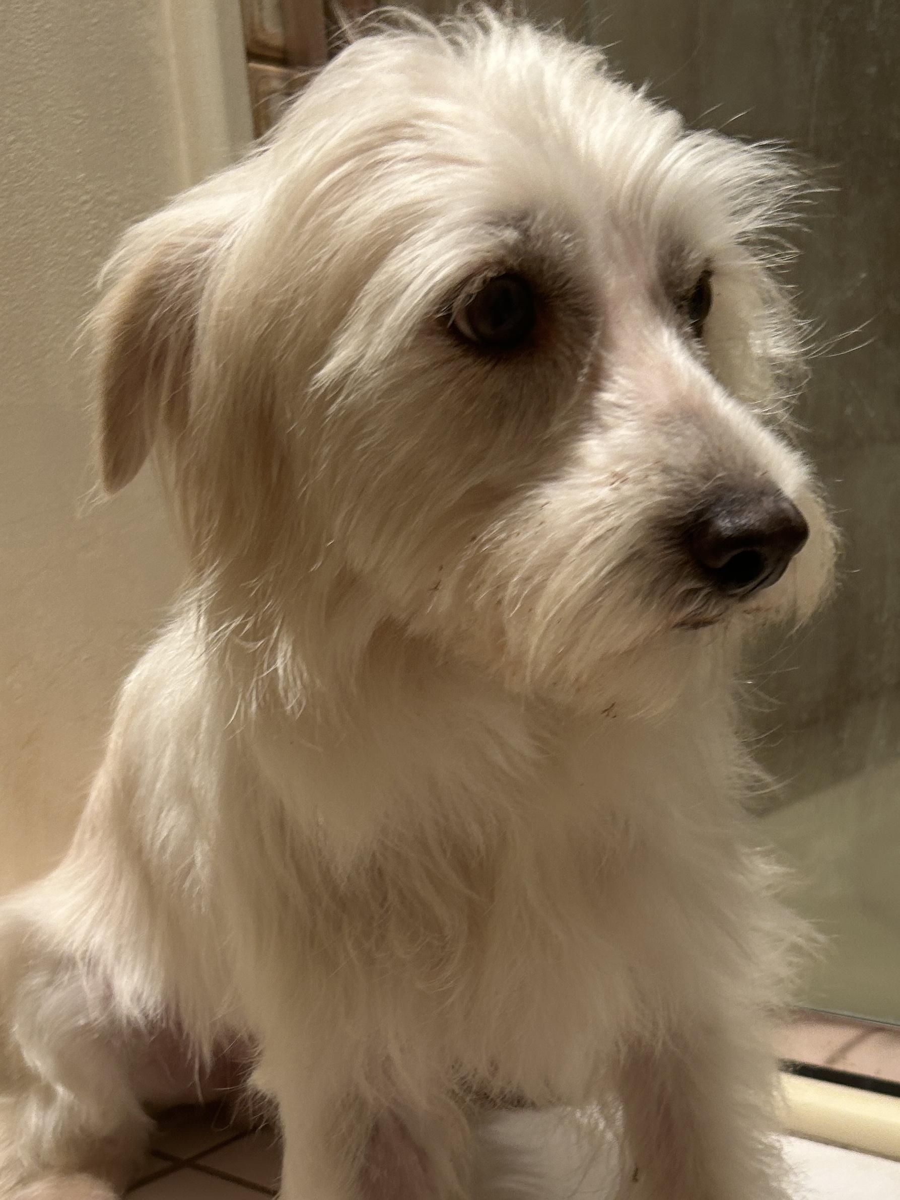 TUCKER , ADOPTABLE, Young Male Terrier.