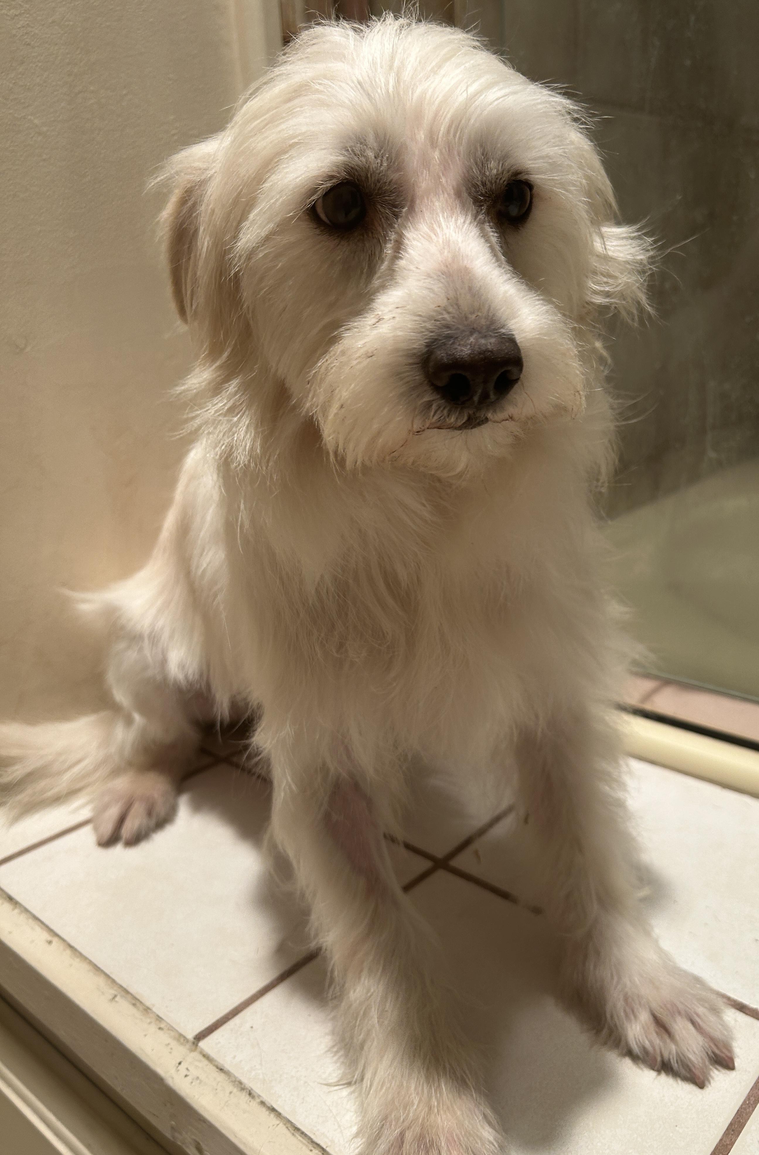 TUCKER , a ADOPTABLE mixed breed in El Cajon, CA image 2/6