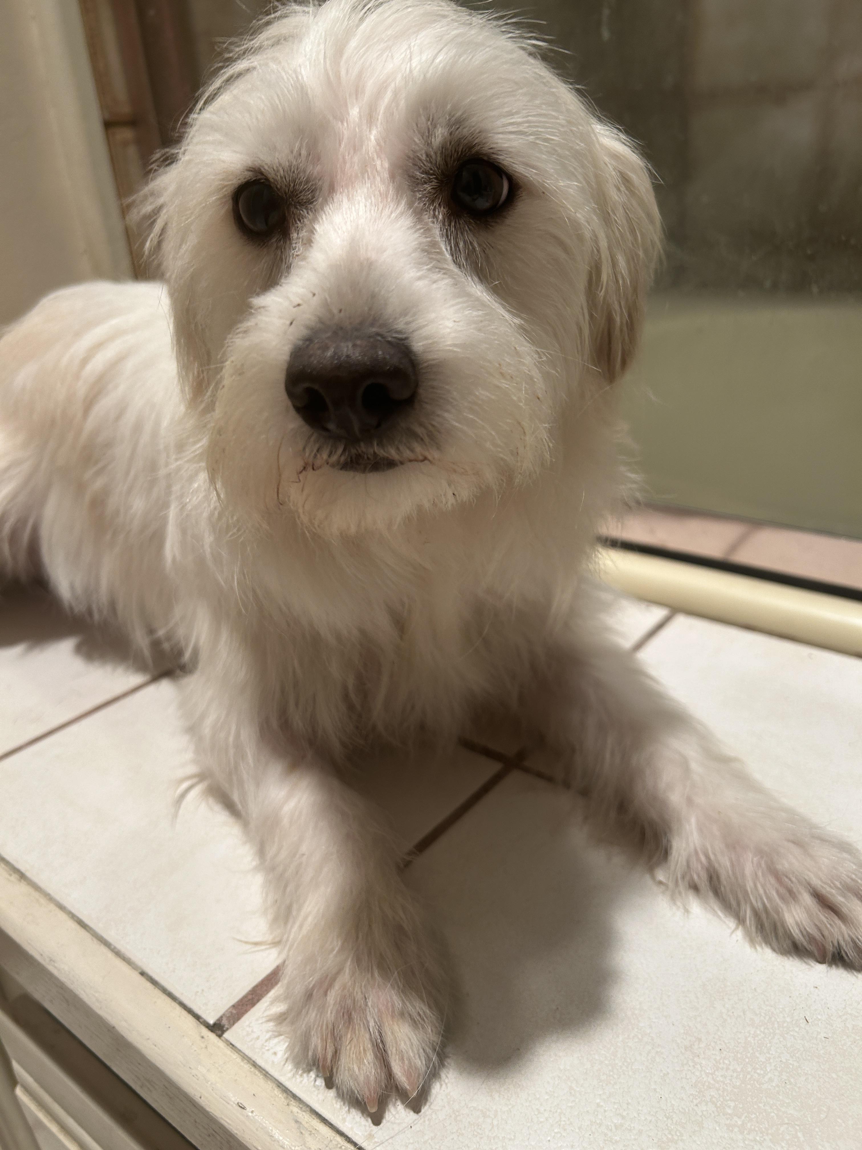 TUCKER , a ADOPTABLE mixed breed in El Cajon, CA image 4/6