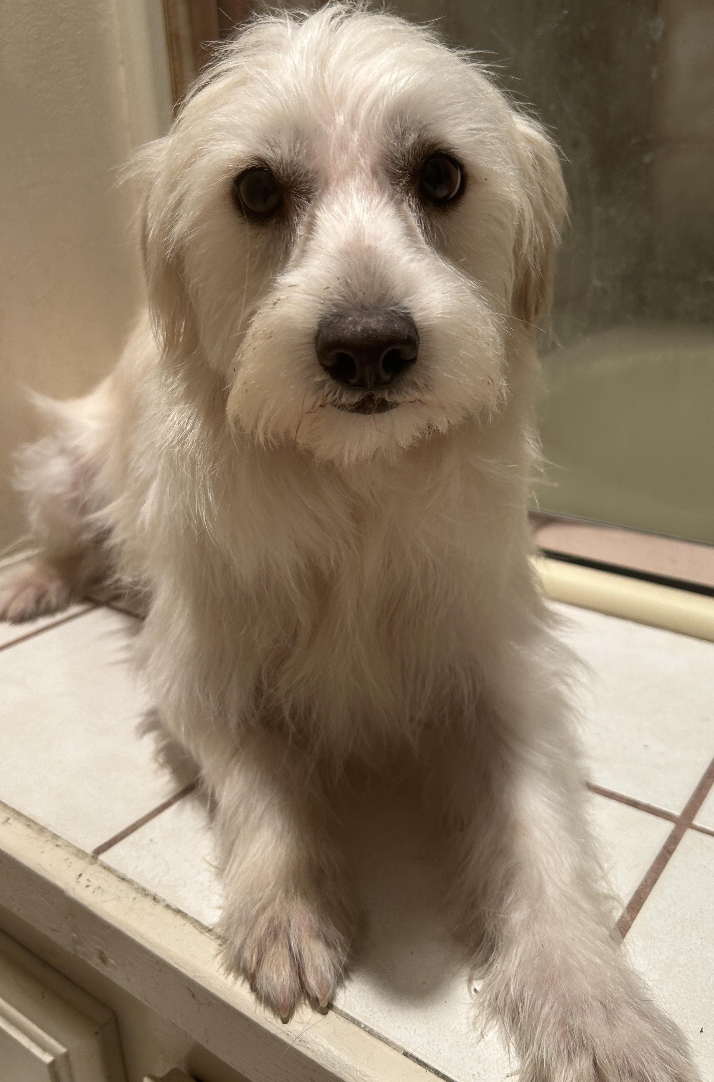 TUCKER , a ADOPTABLE mixed breed in El Cajon, CA image 5/6