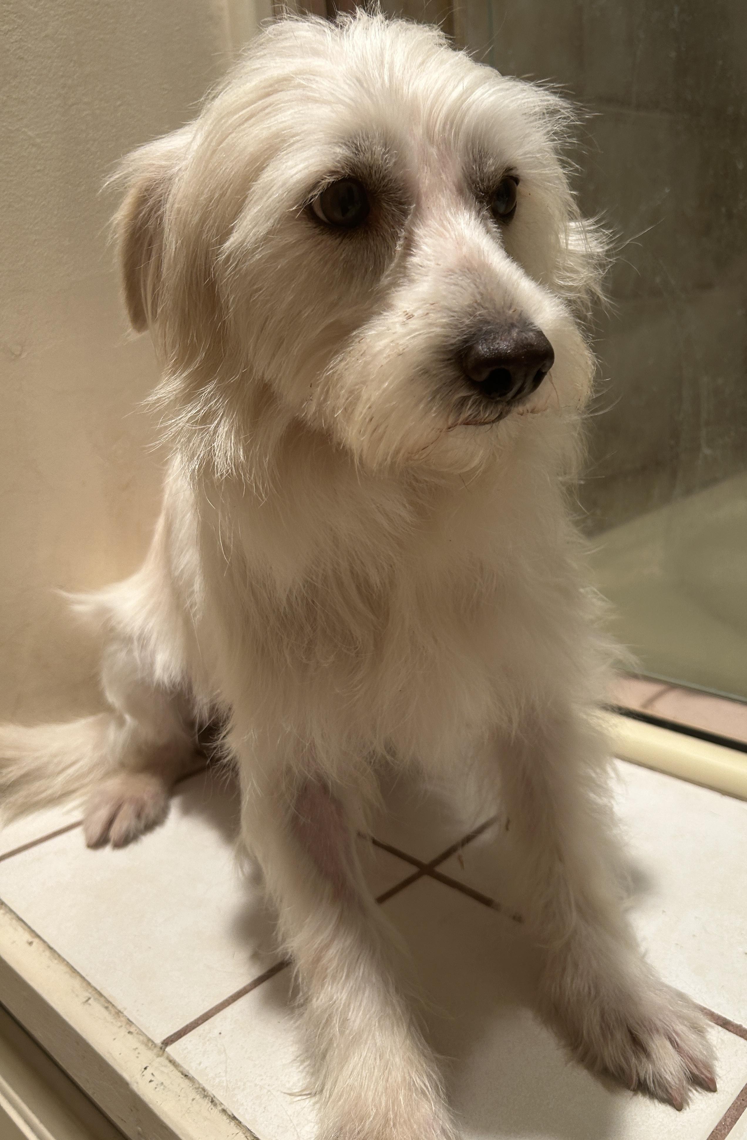 TUCKER , a ADOPTABLE mixed breed in El Cajon, CA image 3/6