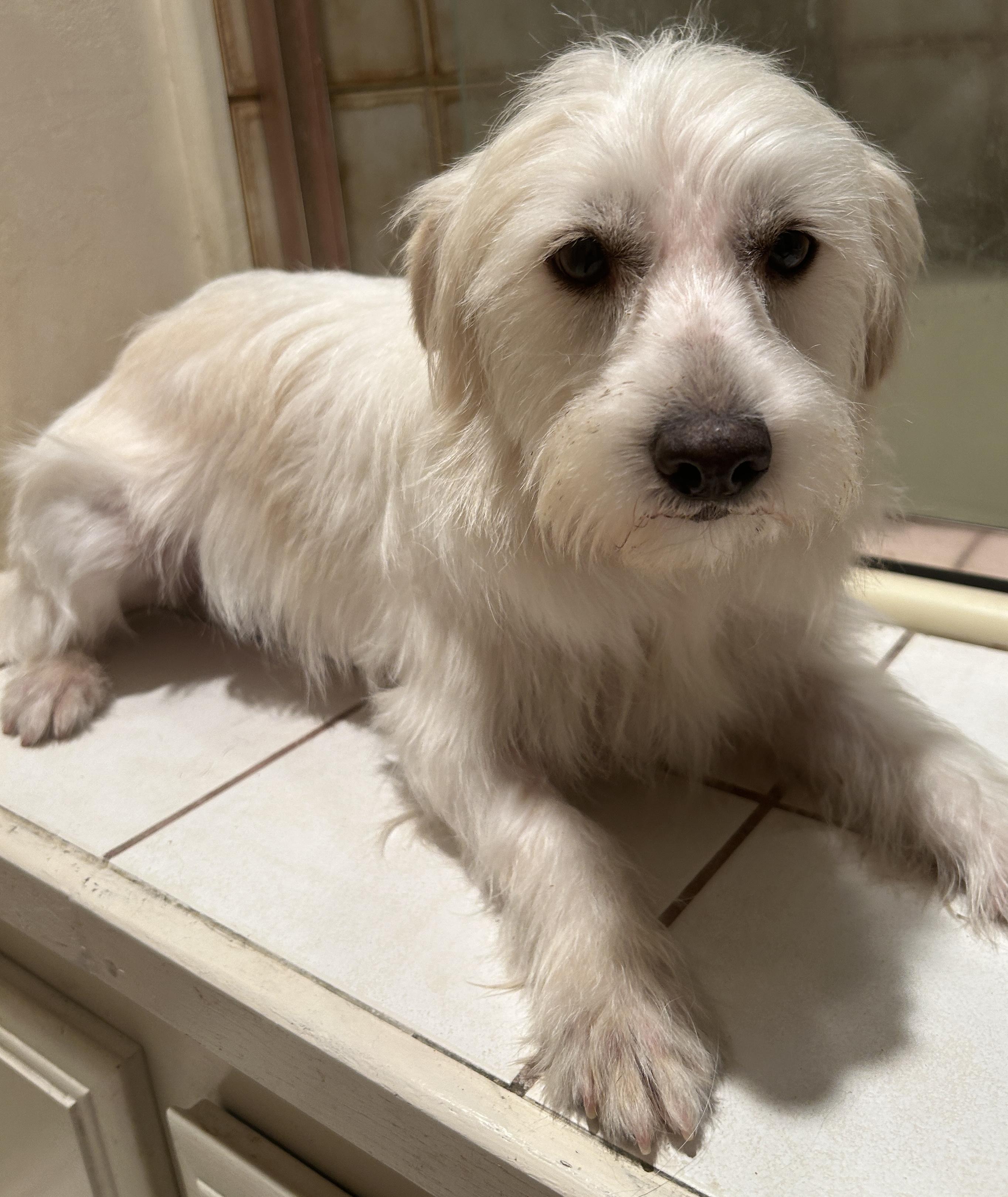 TUCKER , a ADOPTABLE mixed breed in El Cajon, CA image 6/6