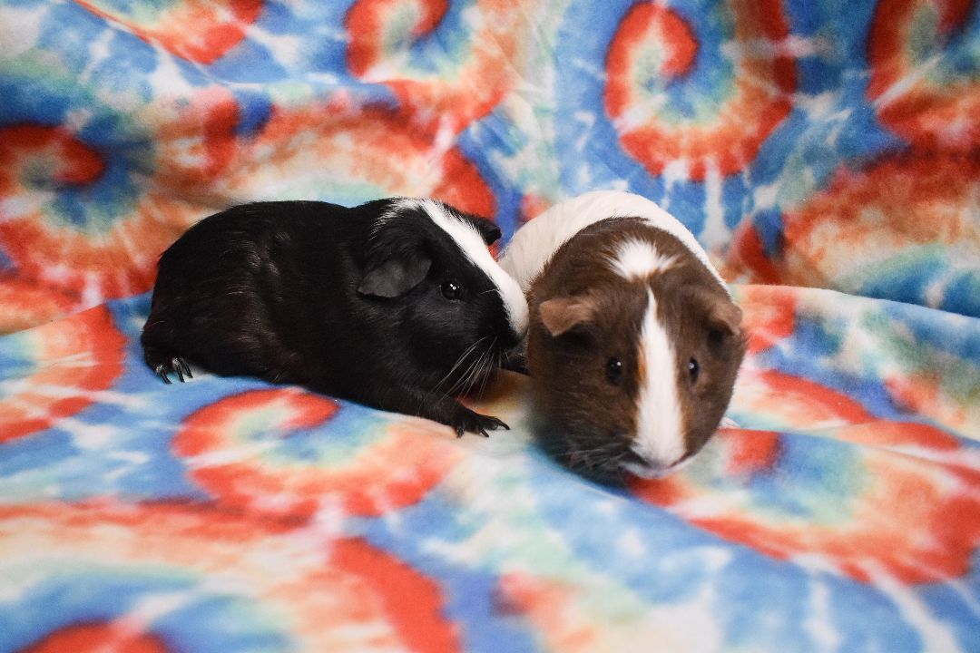 Bruno Mars & Pebbles