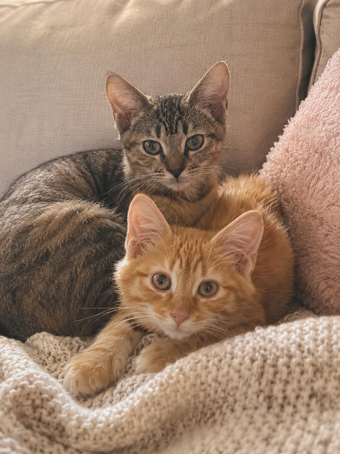 Puck & Portia, adopted, Kitten Male Domestic Short Hair.