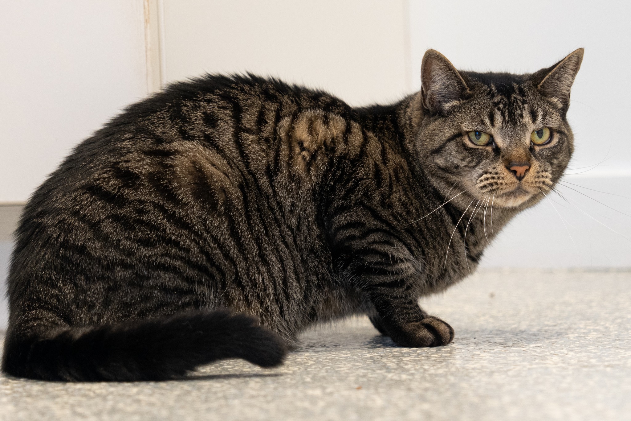 Enlarge Mr. Addy, a Adoptable Domestic Short Hair in North Haven, CT image 1/3