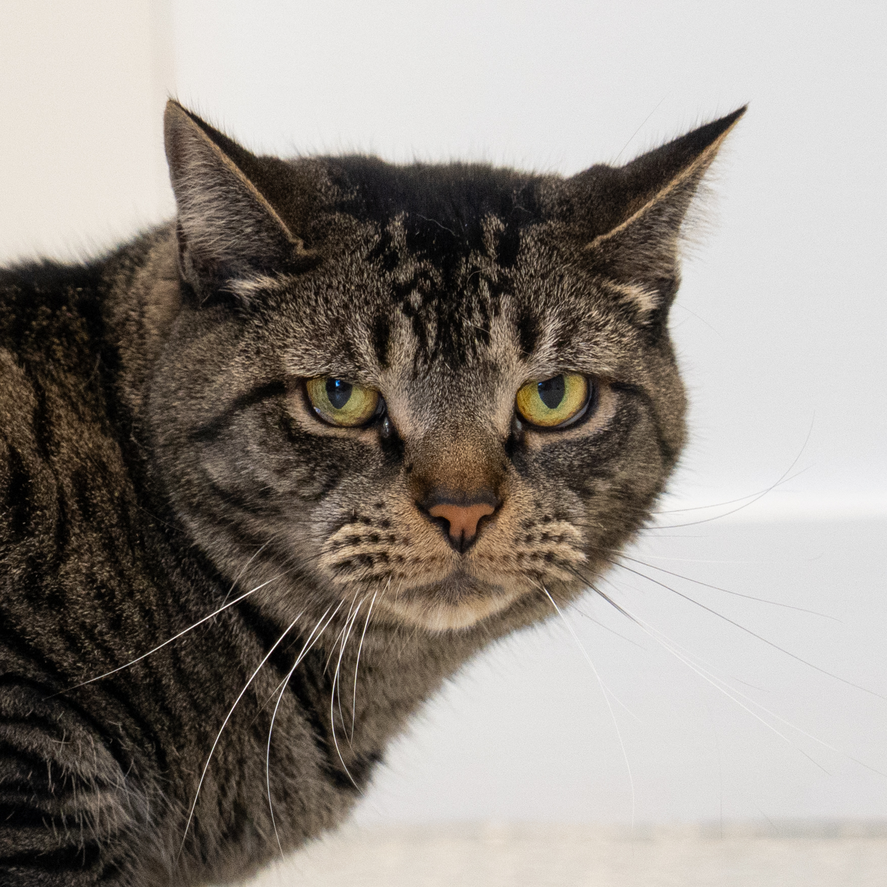 Enlarge Mr. Addy, a Adoptable Domestic Short Hair in North Haven, CT image 2/3