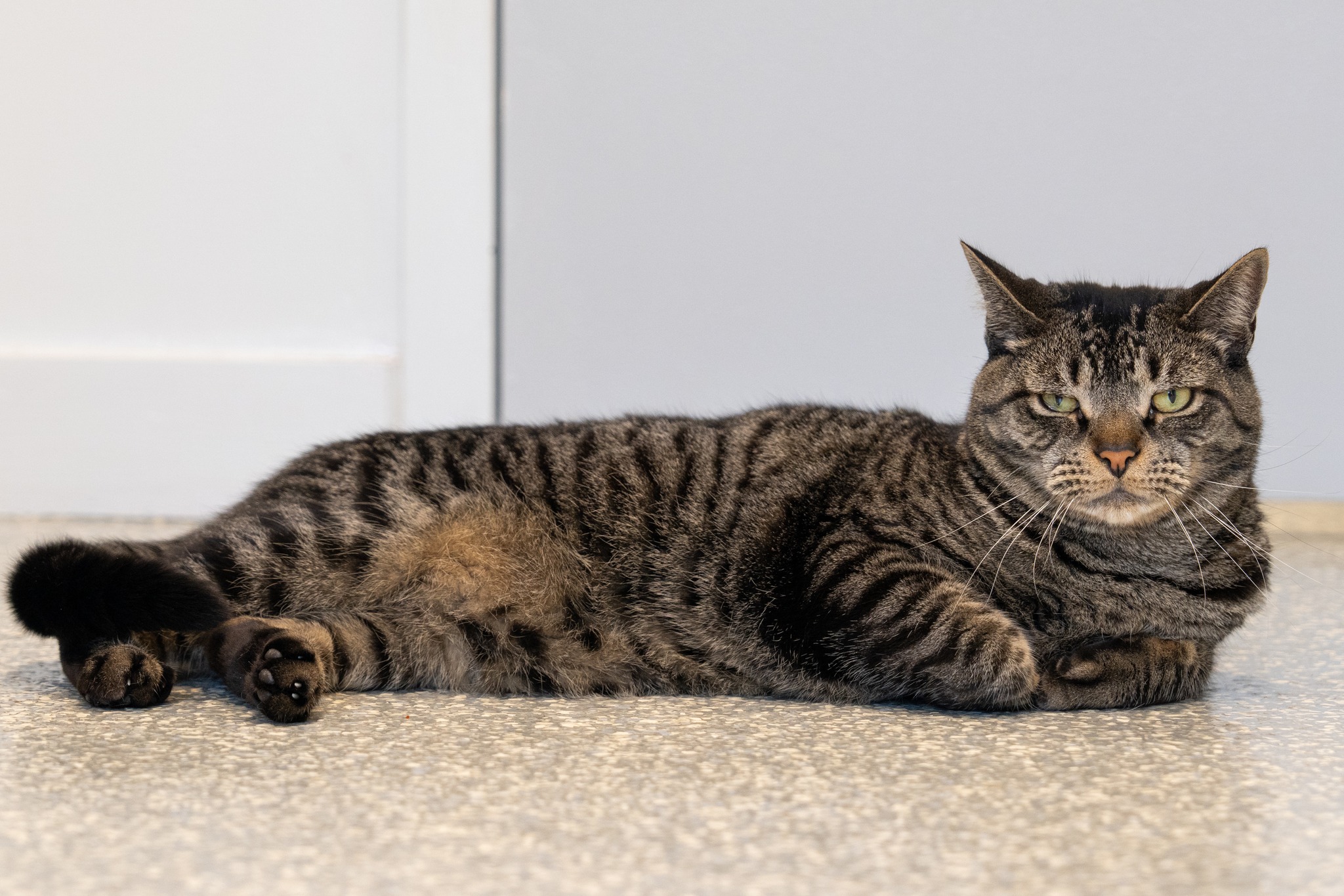 Enlarge Mr. Addy, a Adoptable Domestic Short Hair in North Haven, CT image 3/3