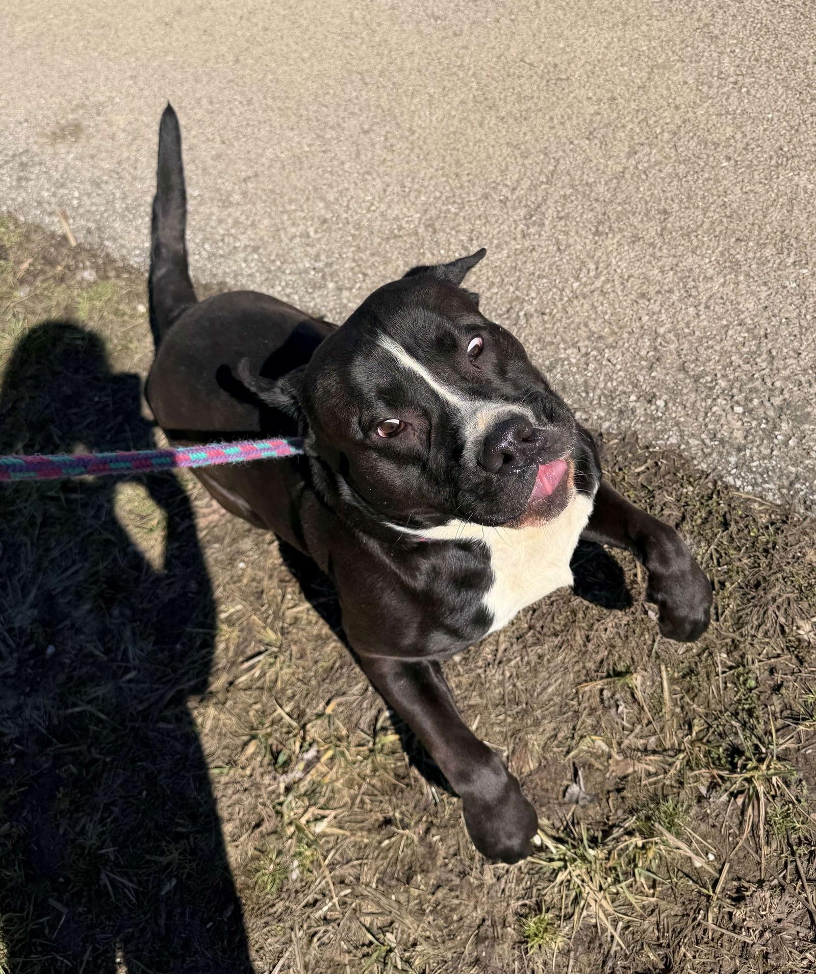 Hiccup, Adoptable, Adult Male Pit Bull Terrier.