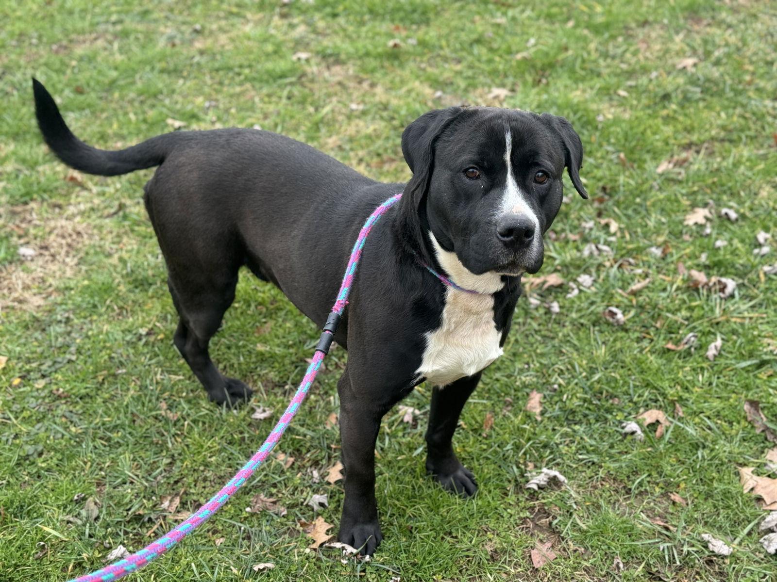 Enlarge Hiccup, a Adoptable Pit Bull Terrier in New Martinsville, WV image 2/3