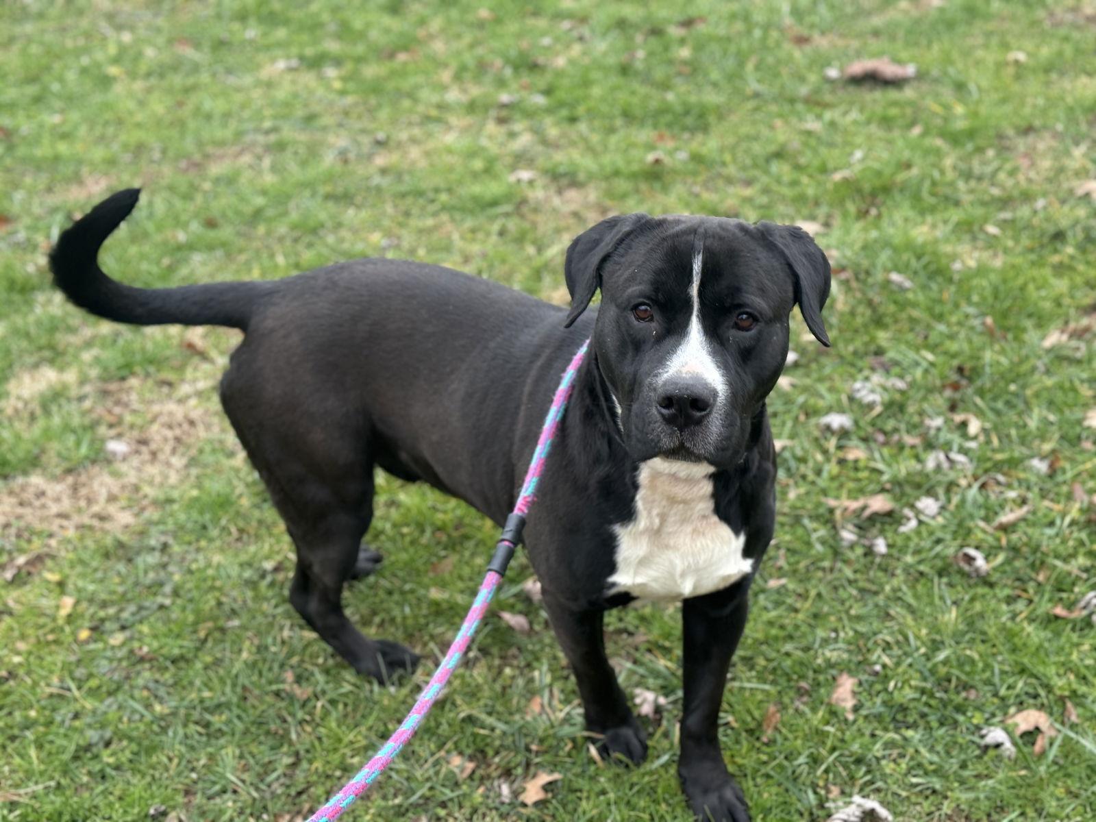Enlarge Hiccup, a Adoptable Pit Bull Terrier in New Martinsville, WV image 3/3