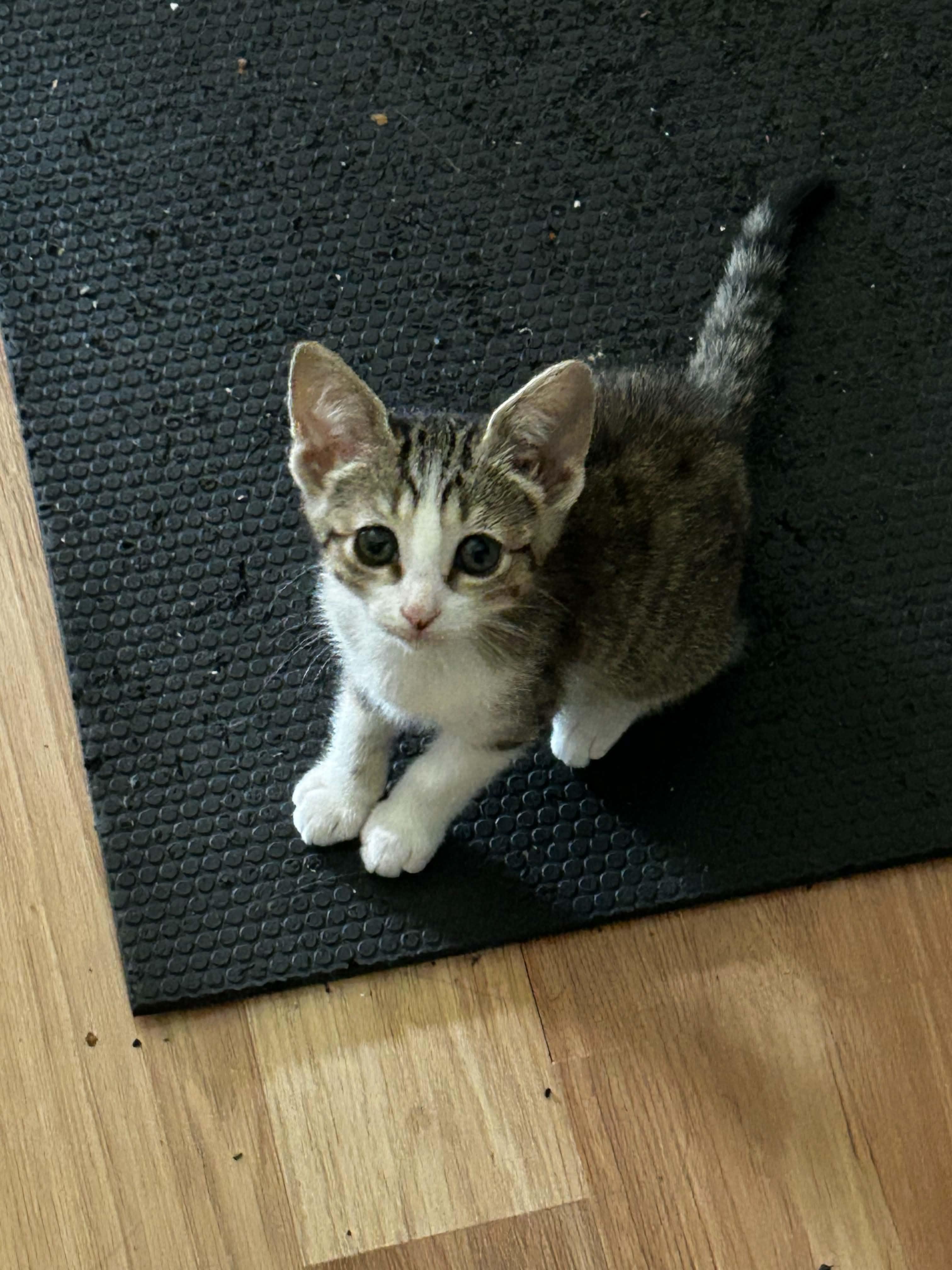 Enlarge Tofu, an adopted Tabby in Lawrenceville, GA image 2/2