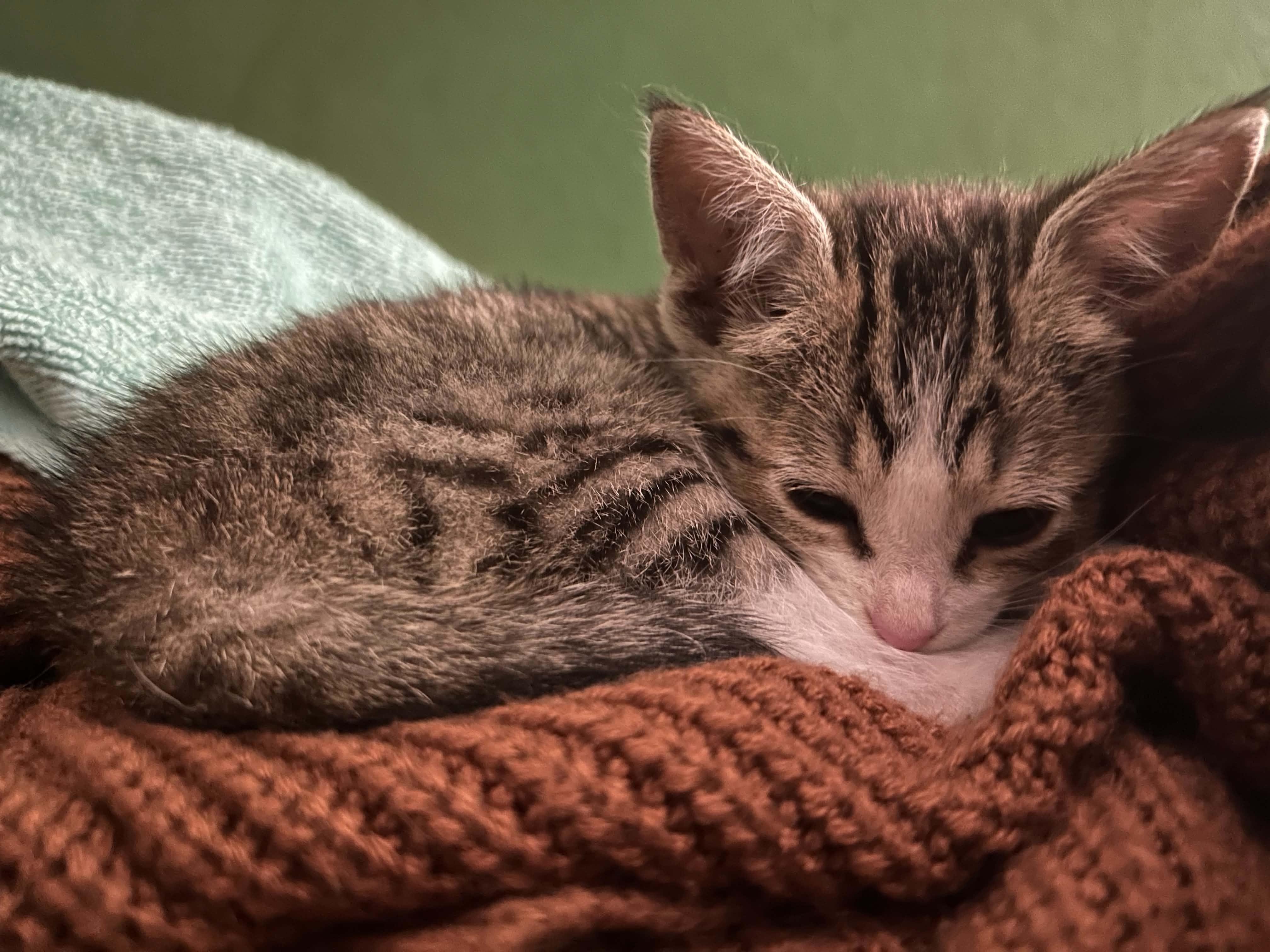 Tofu, adopted, Kitten Female Tabby.