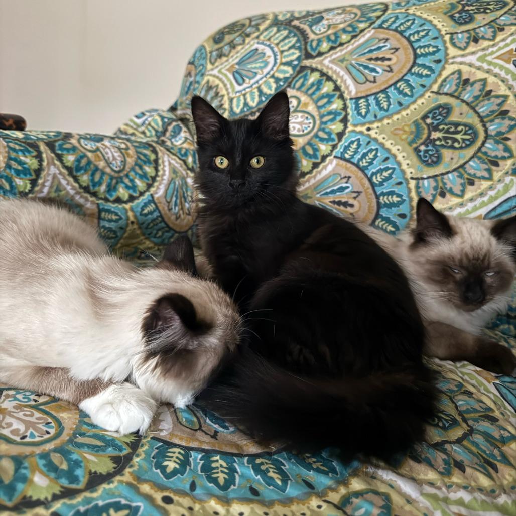 Toph, Adoptable, Young Female Domestic Long Hair.