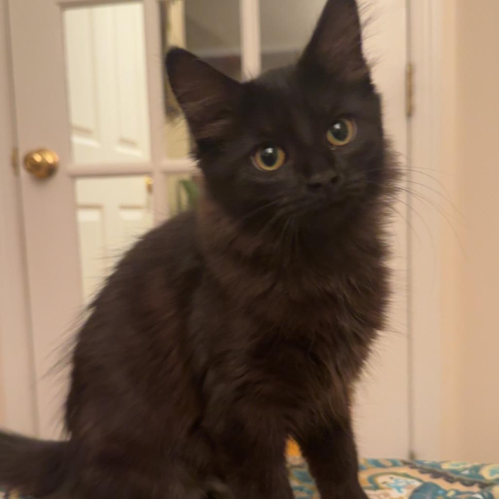 Toph, Adoptable, Young Female Domestic Long Hair.