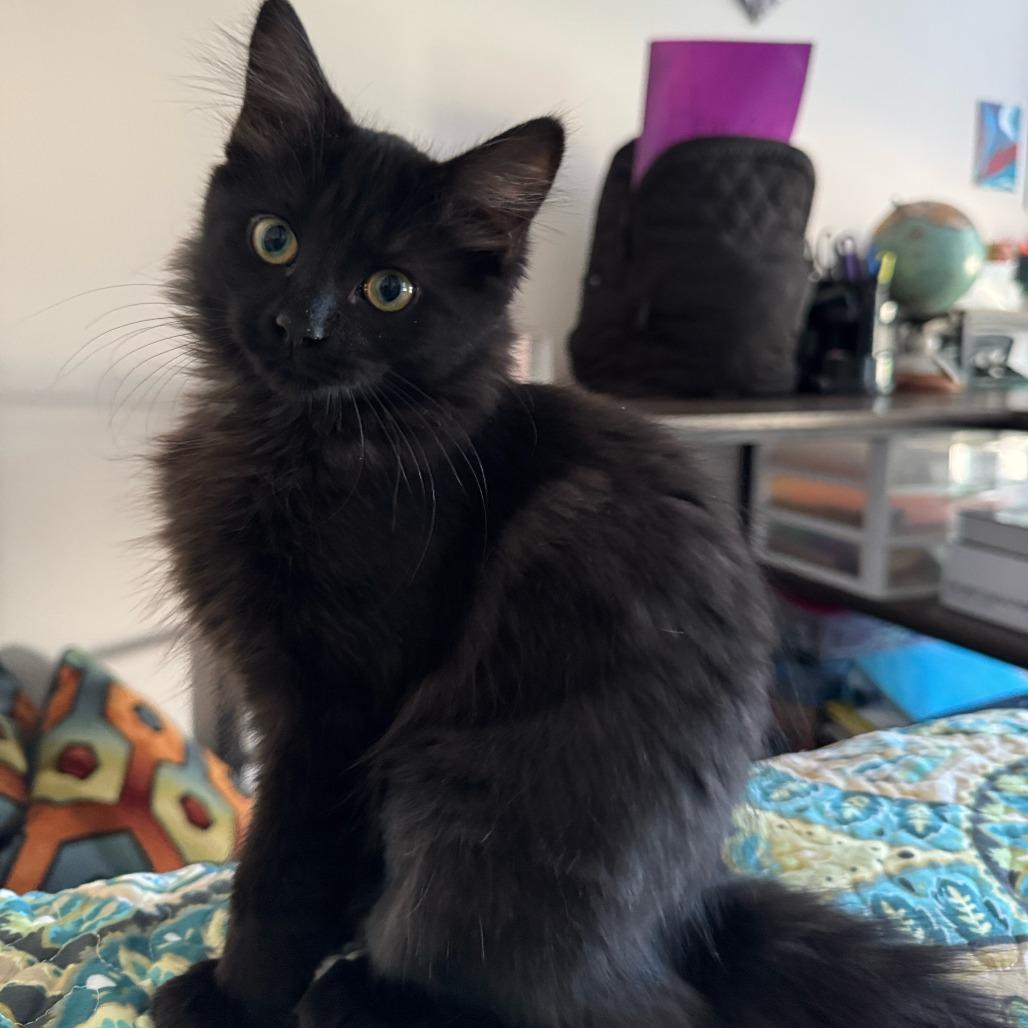 Toph, a Adoptable Domestic Long Hair in PITTSBURGH, PA image 3/6