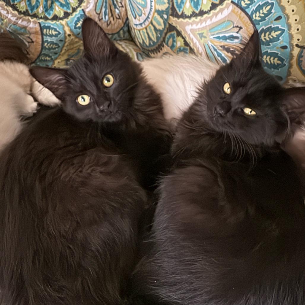 Enlarge Toph, a Adoptable Domestic Long Hair in PITTSBURGH, PA image 2/6