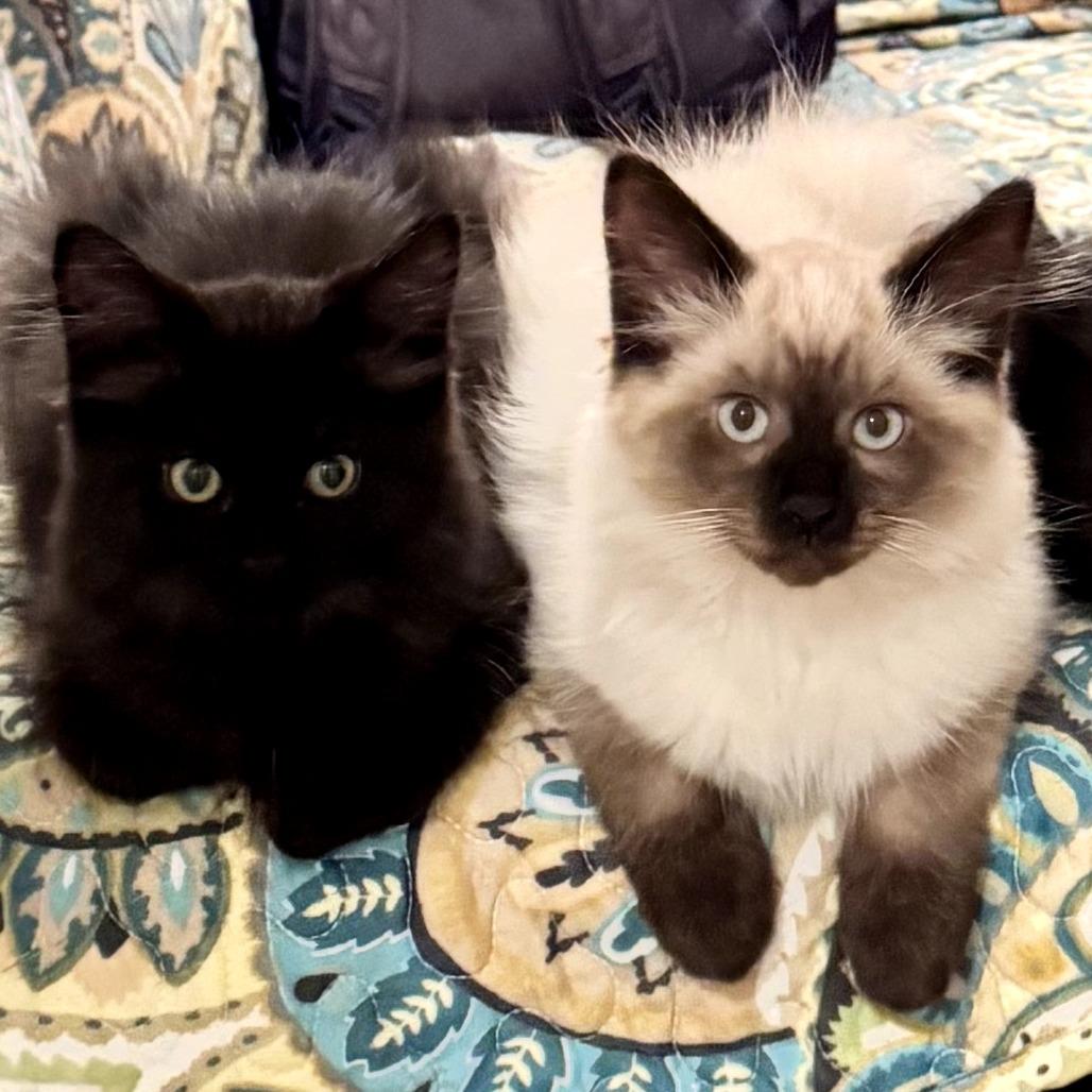 Toph, a Adoptable Domestic Long Hair in PITTSBURGH, PA image 4/6