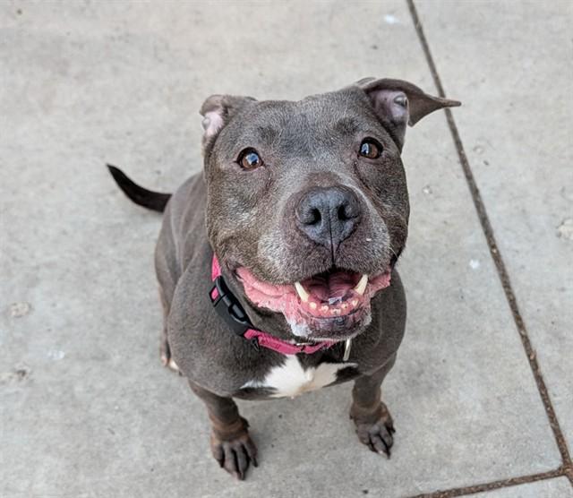 Enlarge ROSEMARY, a Adoptable Pit Bull Terrier in Minneapolis, MN image 1/1