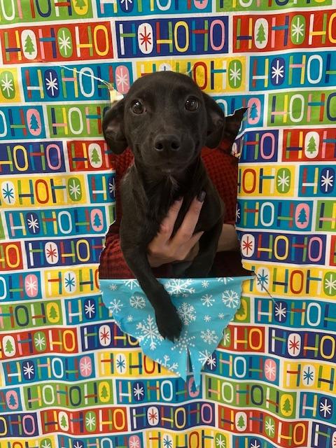 Raven, Adoptable, Young Female Terrier & Mixed Breed.