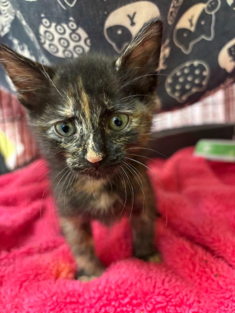 Punch, Adopted, Kitten Female Domestic Short Hair.