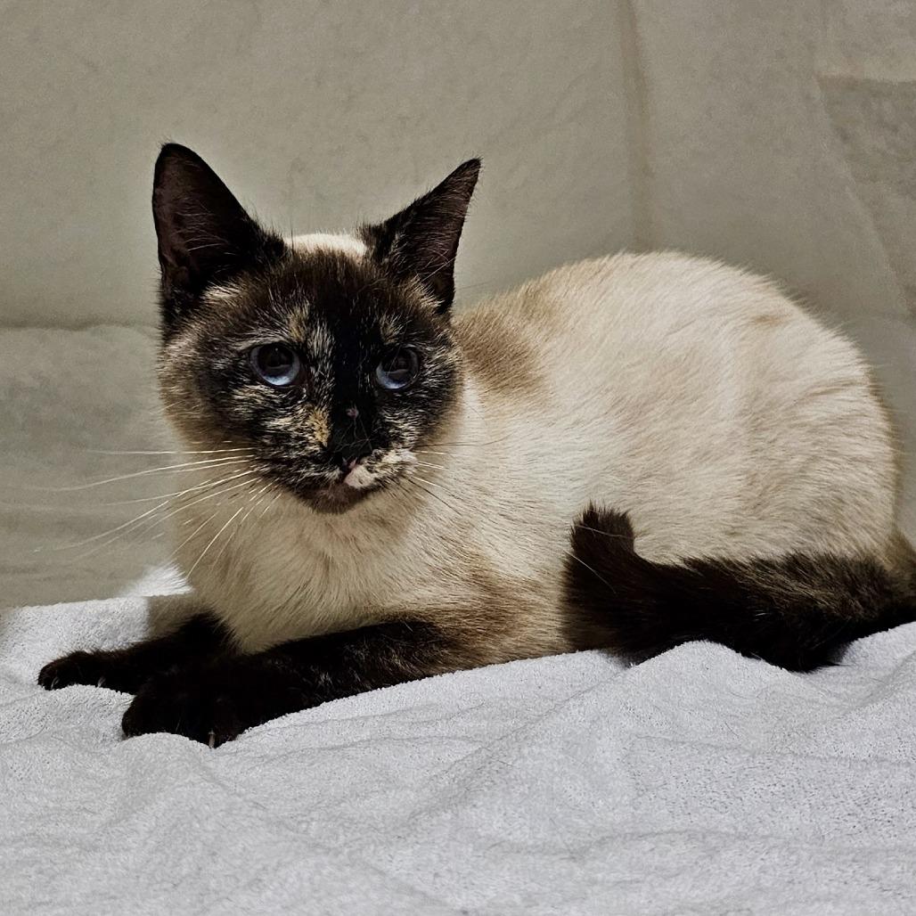 Enlarge Jenna, a Adoptable Domestic Short Hair in HUNTERSVILLE, NC image 2/5