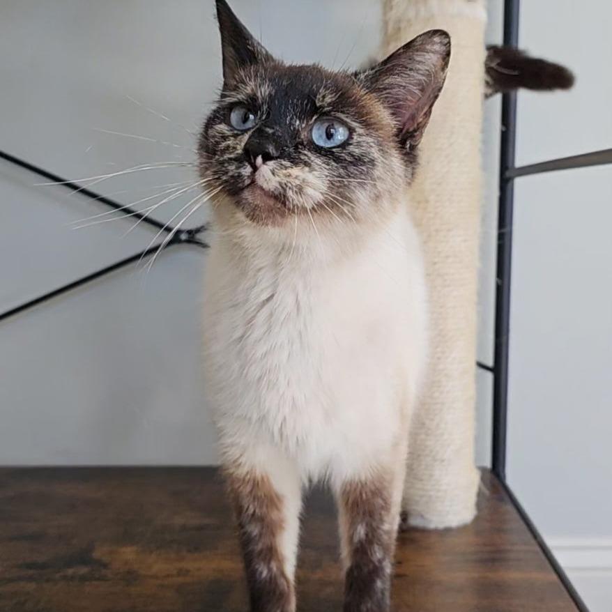 Enlarge Jenna, a Adoptable Domestic Short Hair in HUNTERSVILLE, NC image 3/5