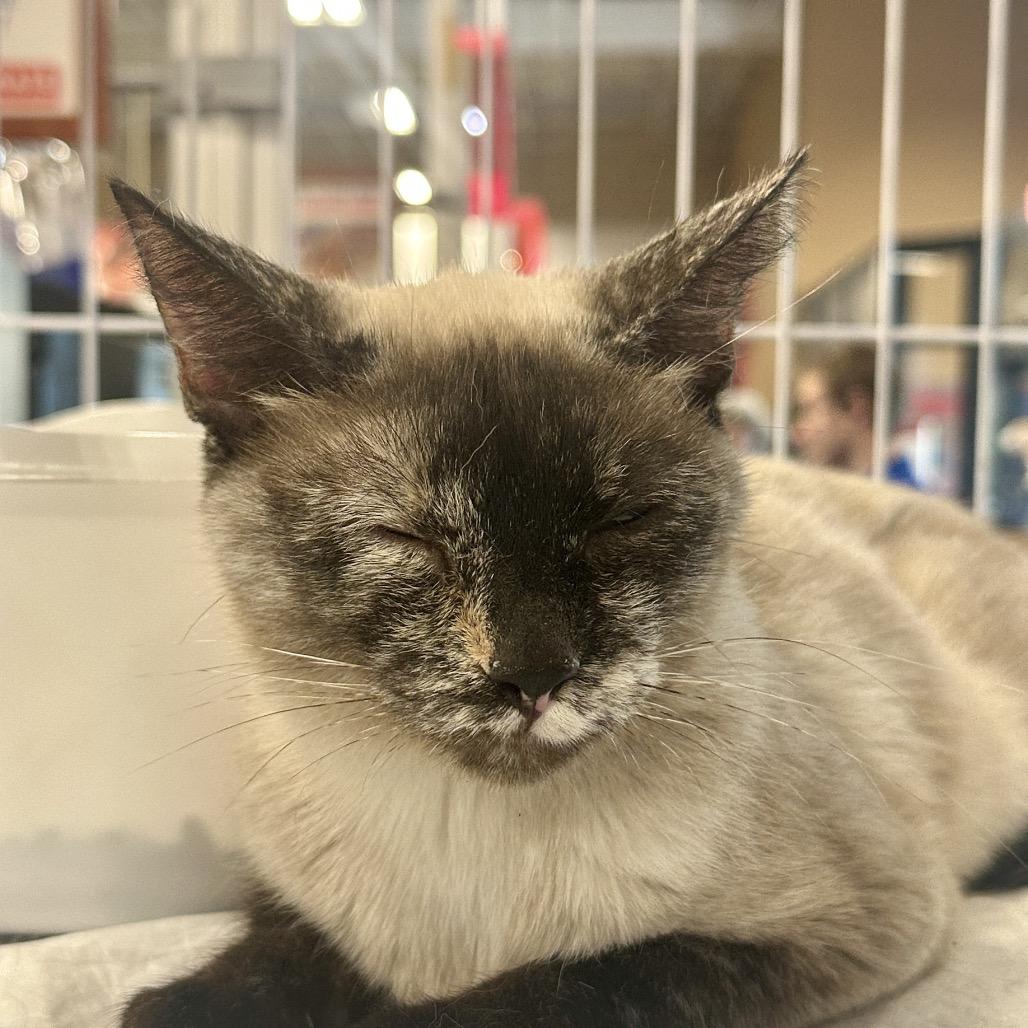 Enlarge Jenna, a Adoptable Domestic Short Hair in HUNTERSVILLE, NC image 4/5