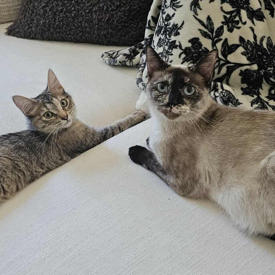 Enlarge Jenna, a Adoptable Domestic Short Hair in HUNTERSVILLE, NC image 5/5