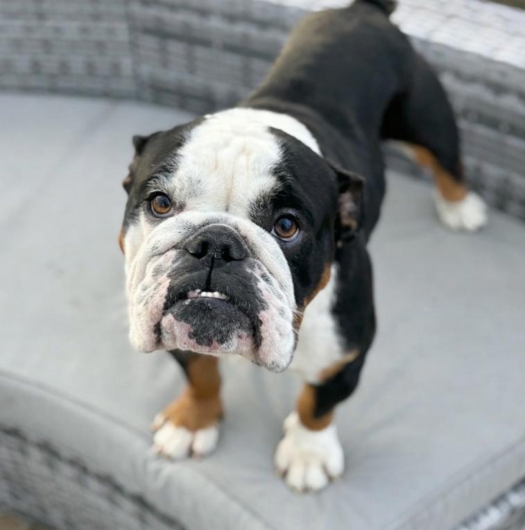 Toaster, adopted, Adult Male English Bulldog.