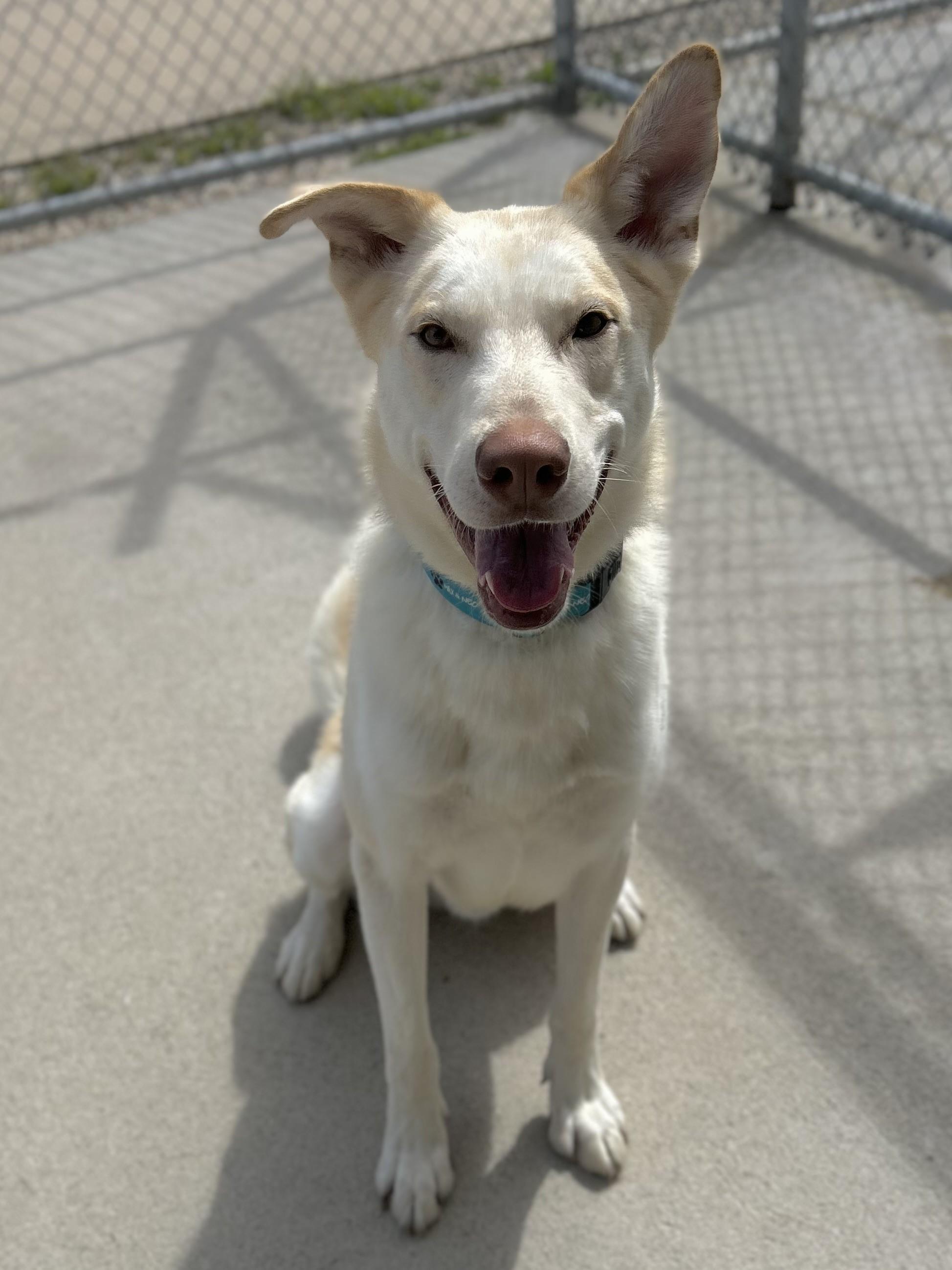Orion, Adoptable, Adult Male Husky.