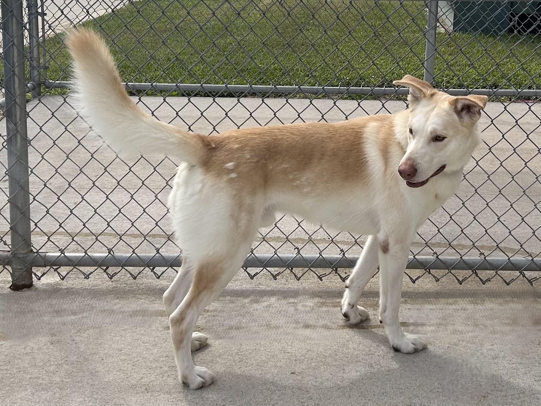 Enlarge Orion, a Adoptable mixed breed in Mason City, IA image 2/2