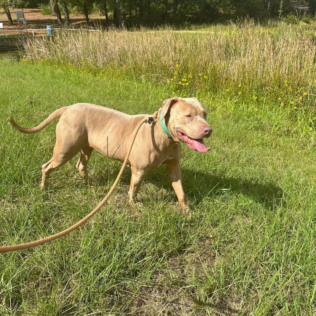 Enlarge Lilly, a Adoptable mixed breed in Palestine, TX image 1/4