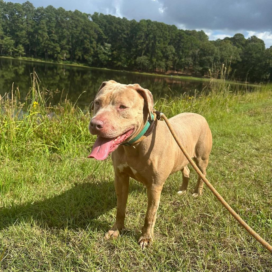 Enlarge Lilly, a Adoptable mixed breed in Palestine, TX image 2/4