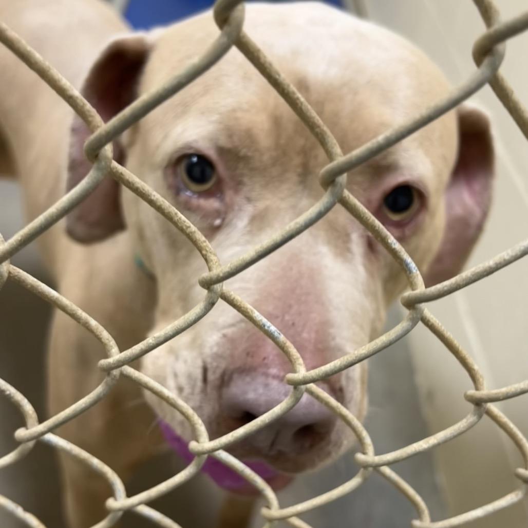 Enlarge Lilly, a Adoptable mixed breed in Palestine, TX image 4/4