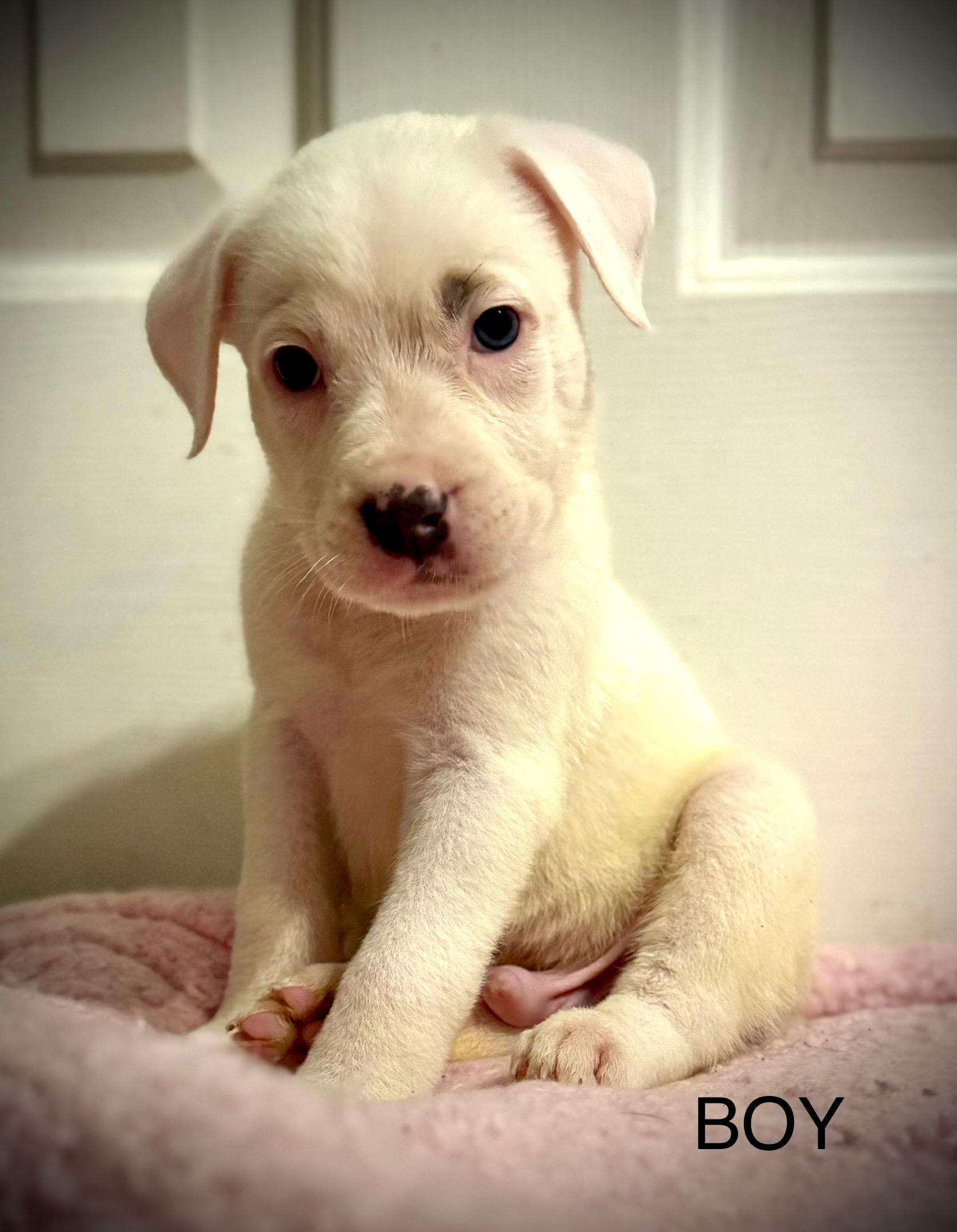 Snickers (Sweets litter)