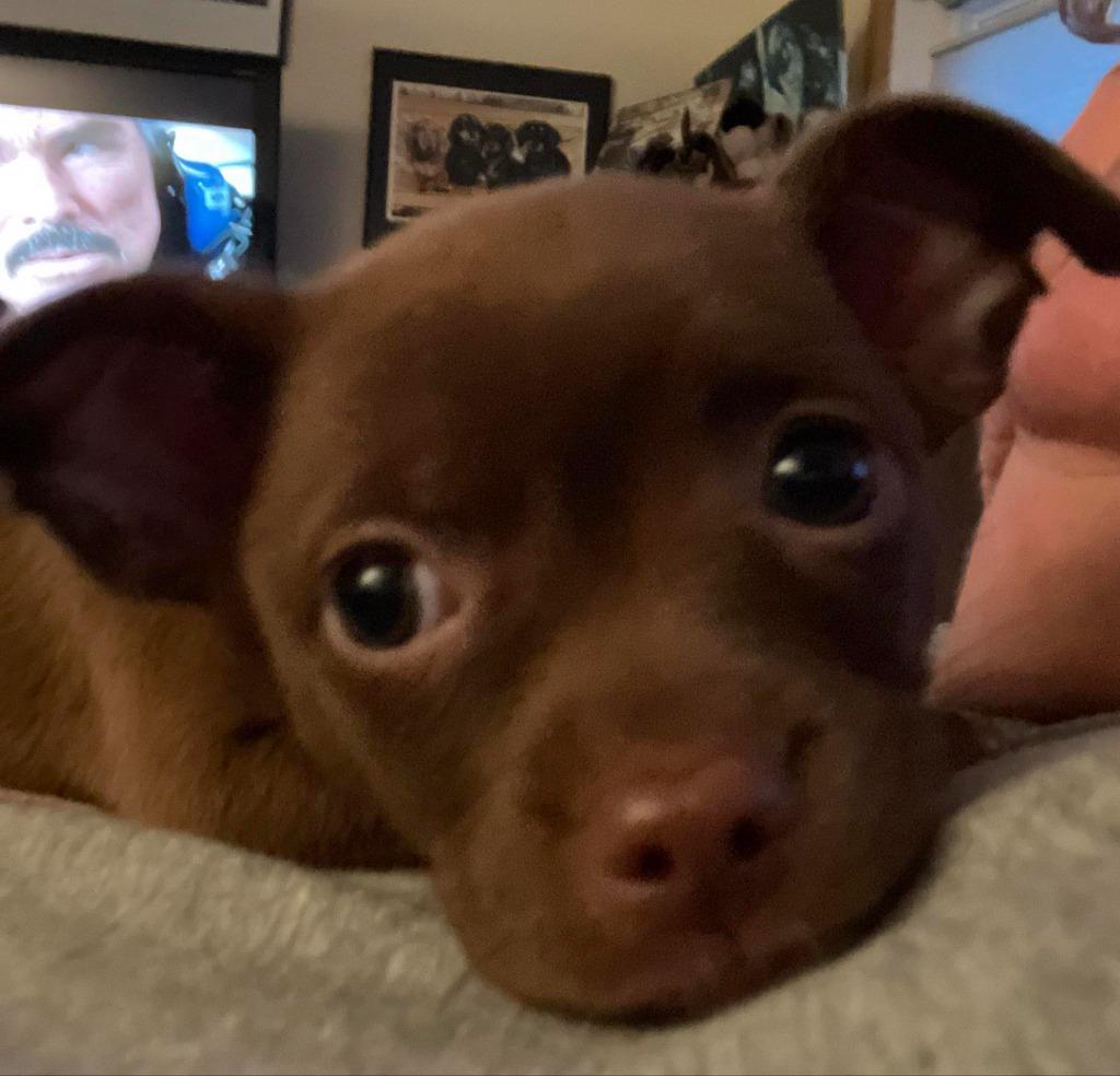 Tamale (nka Rose), Adopted, Young Female Chihuahua & Mixed Breed.