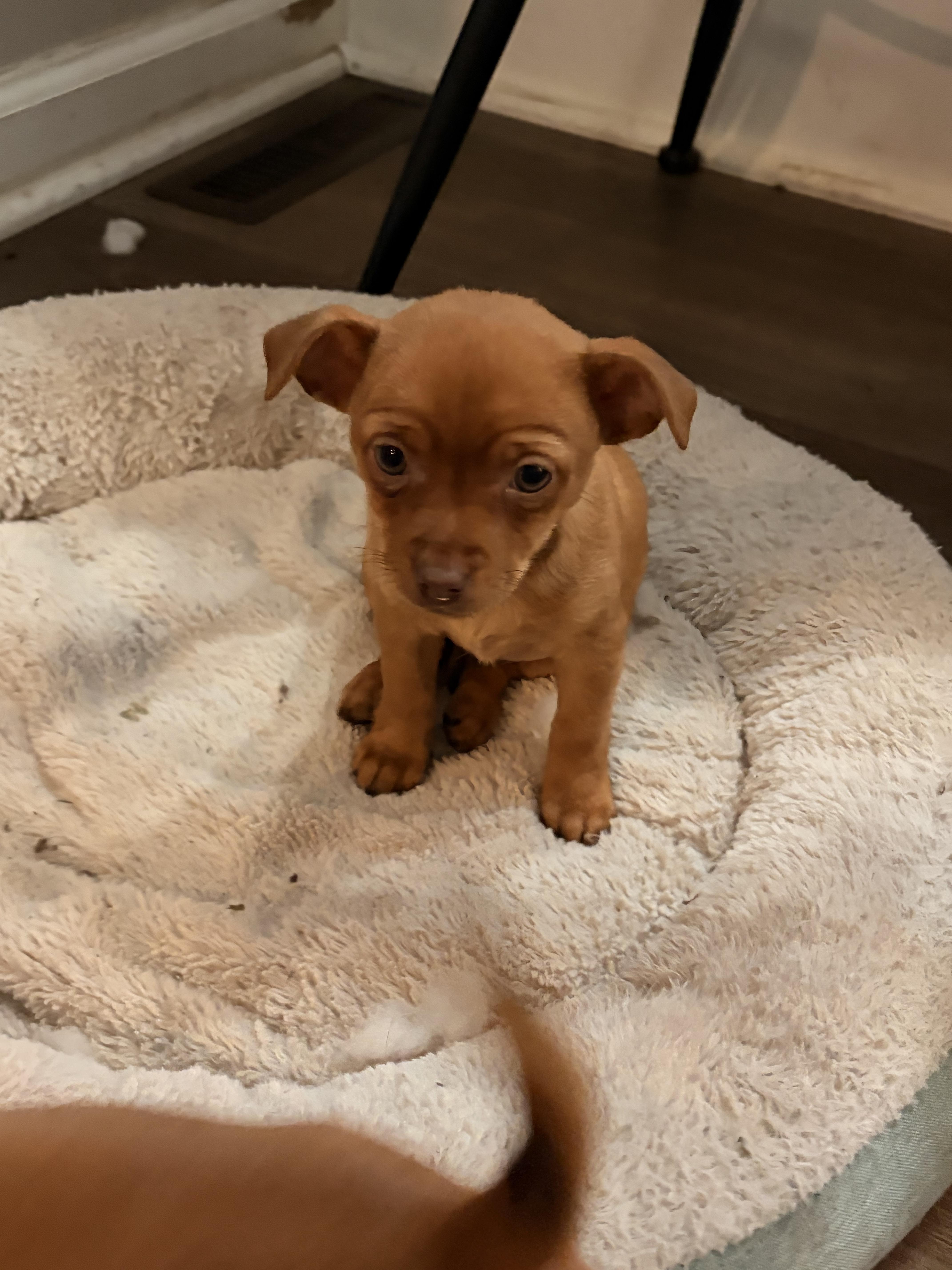 Ruby, ADOPTABLE, Puppy Female Chihuahua.