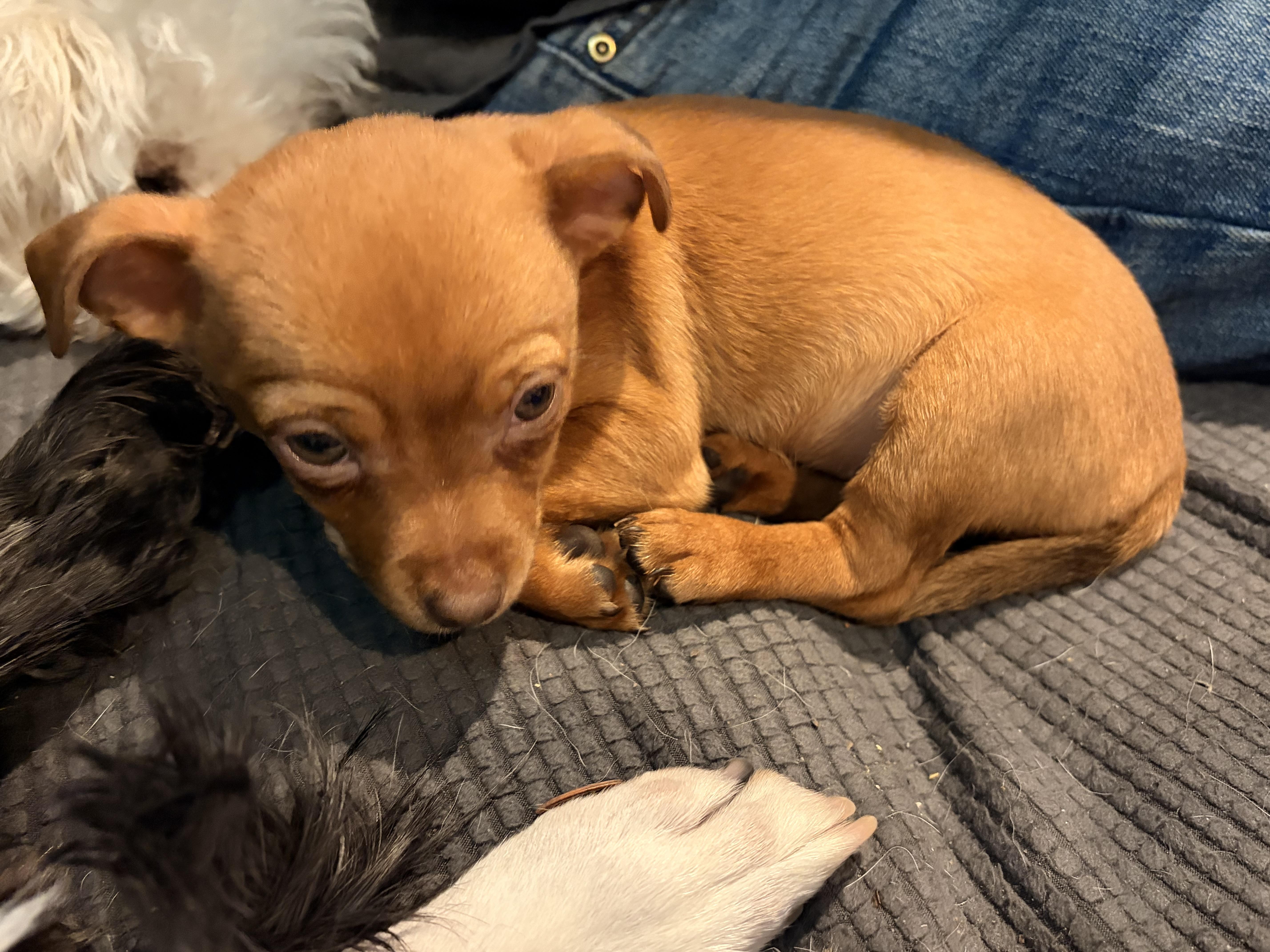 Enlarge Ruby, a ADOPTABLE mixed breed in Byron, IL image 5/5